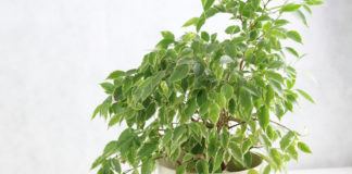 Ficus Benjamini verliert Blätter