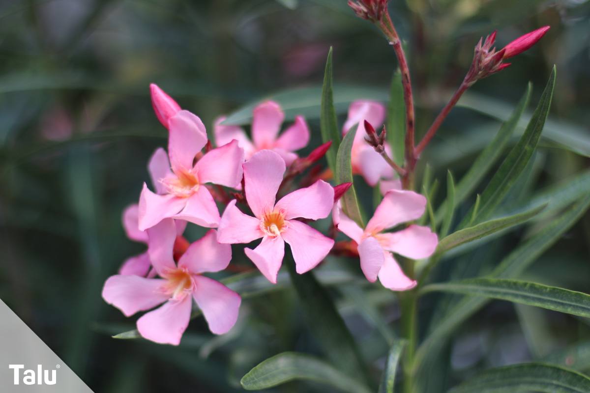Oleander-Blüte
