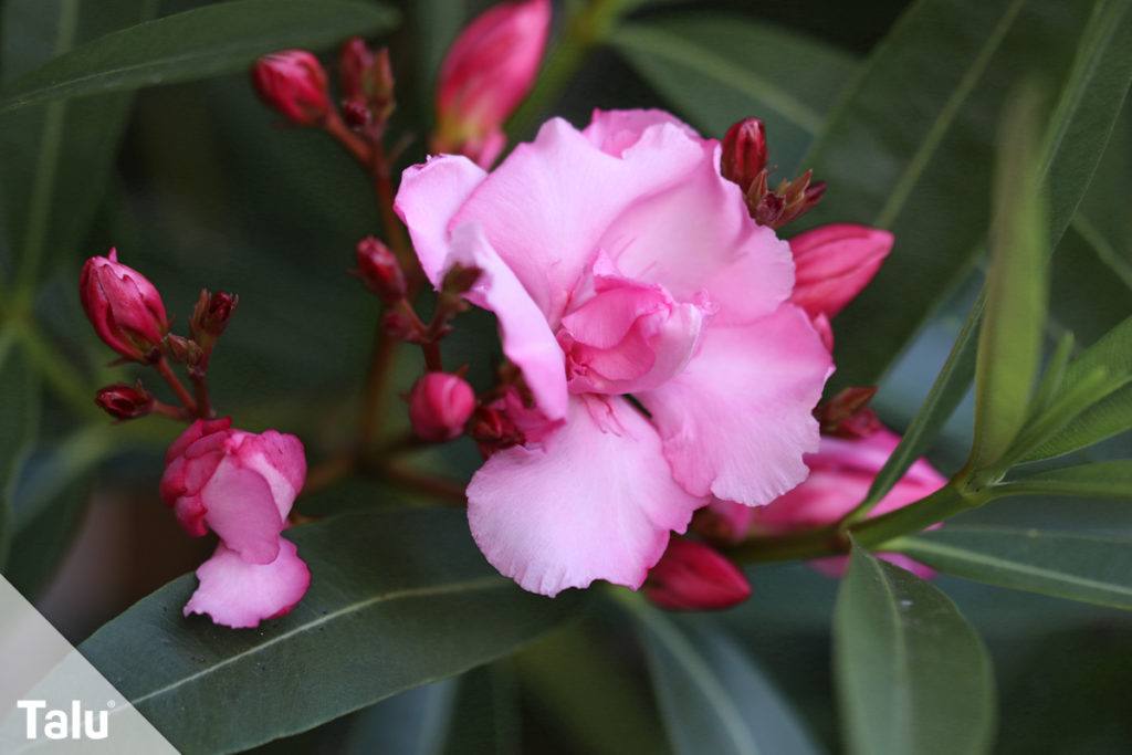 Oleander vermehren