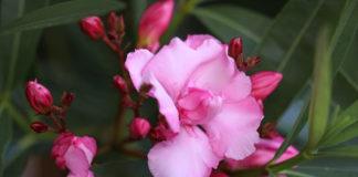 Oleander vermehren