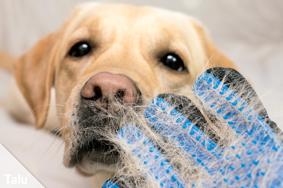 Hund bürsten