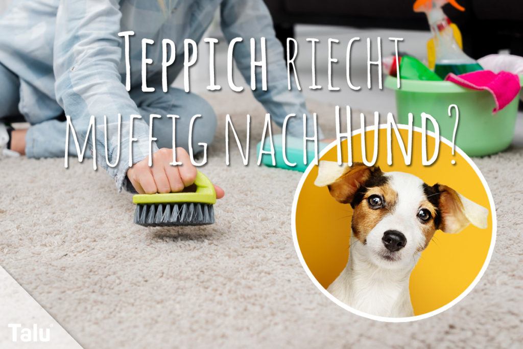 Teppich riecht muffig nach Hund