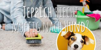 Teppich riecht muffig nach Hund