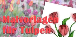 Malvorlagen für Tulpen