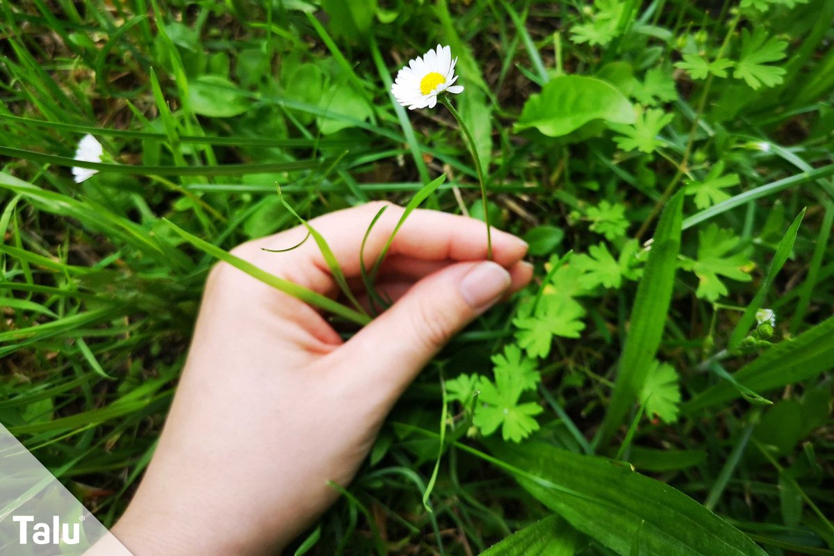 Gänseblümchen pflücken