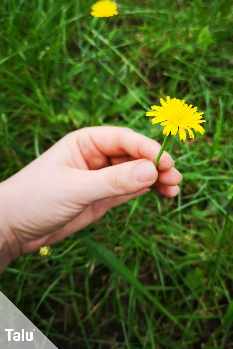 Blume pflücken