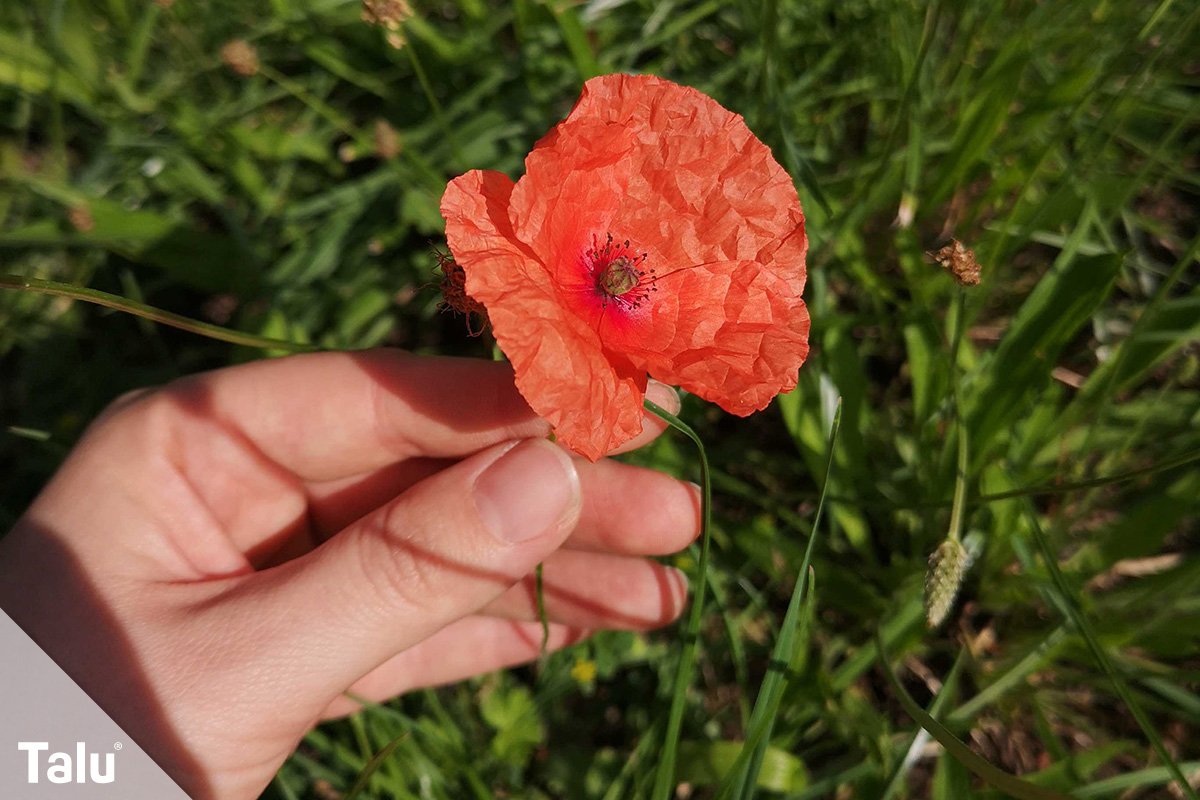 Mohn