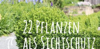 Bepflanzung vor Sichtschutzzäunen