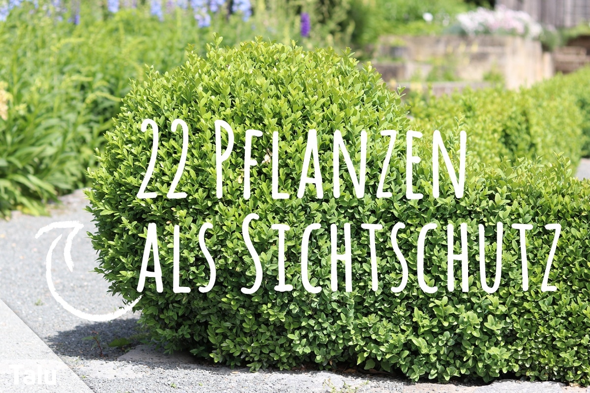 Bepflanzung vor Sichtschutzzäunen