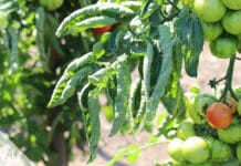 Tomatenblätter kräuseln sich