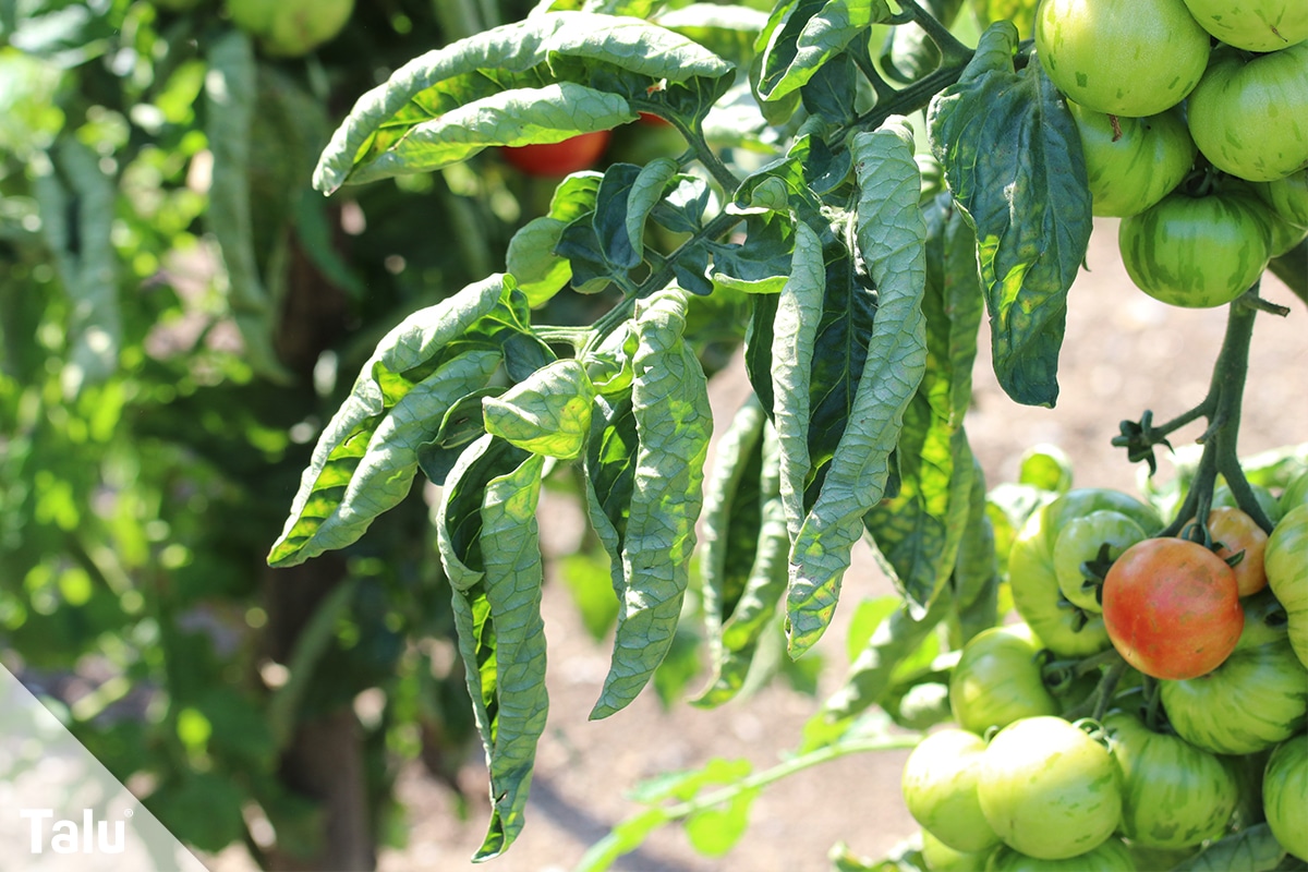 Tomatenblätter kräuseln sich