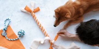 Hundespielzeug selber machen