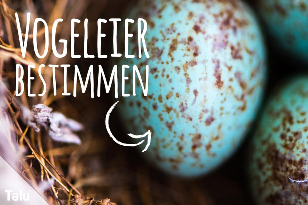 Vogeleier bestimmen