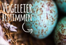 Vogeleier bestimmen