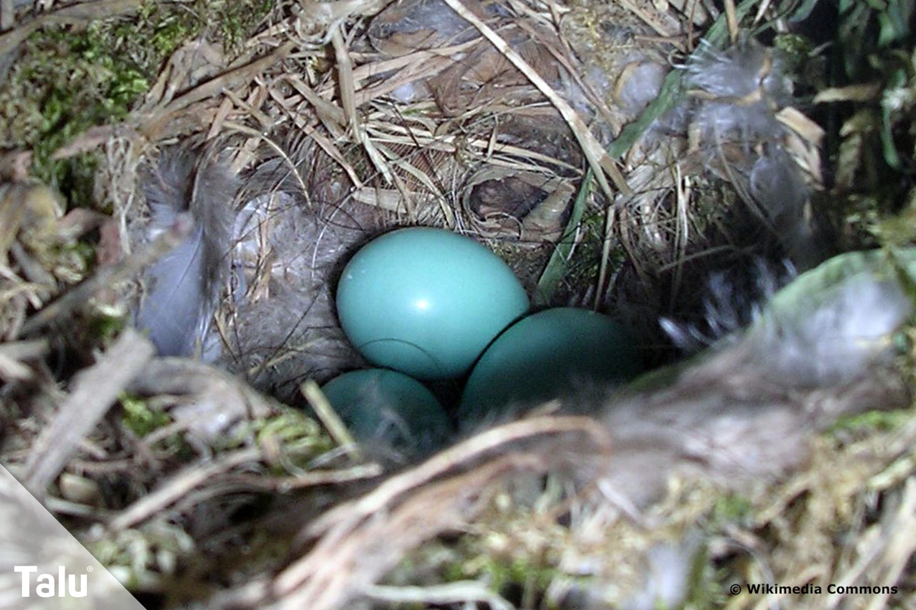 EIer des Gartenrotschwanz