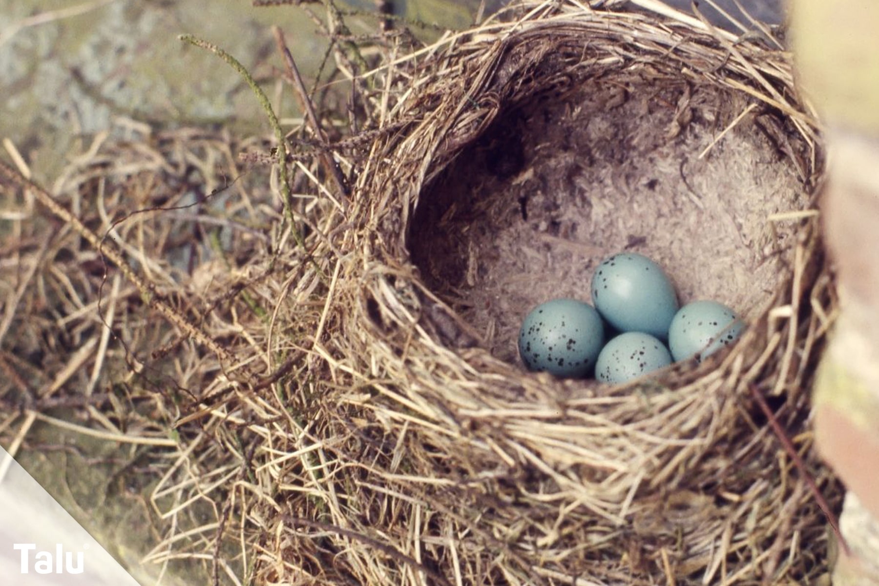 Eier der Singdrossel