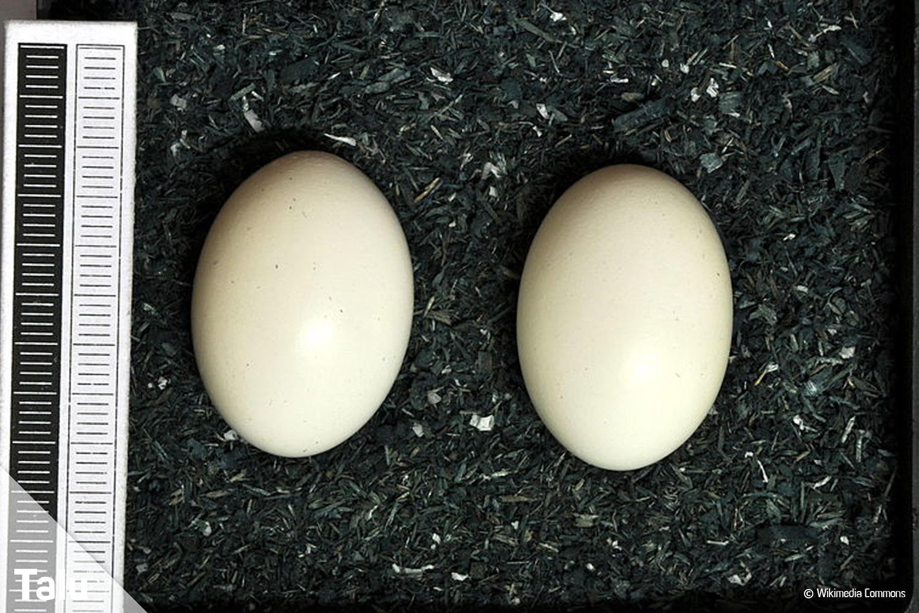 Eier der Türkentaube