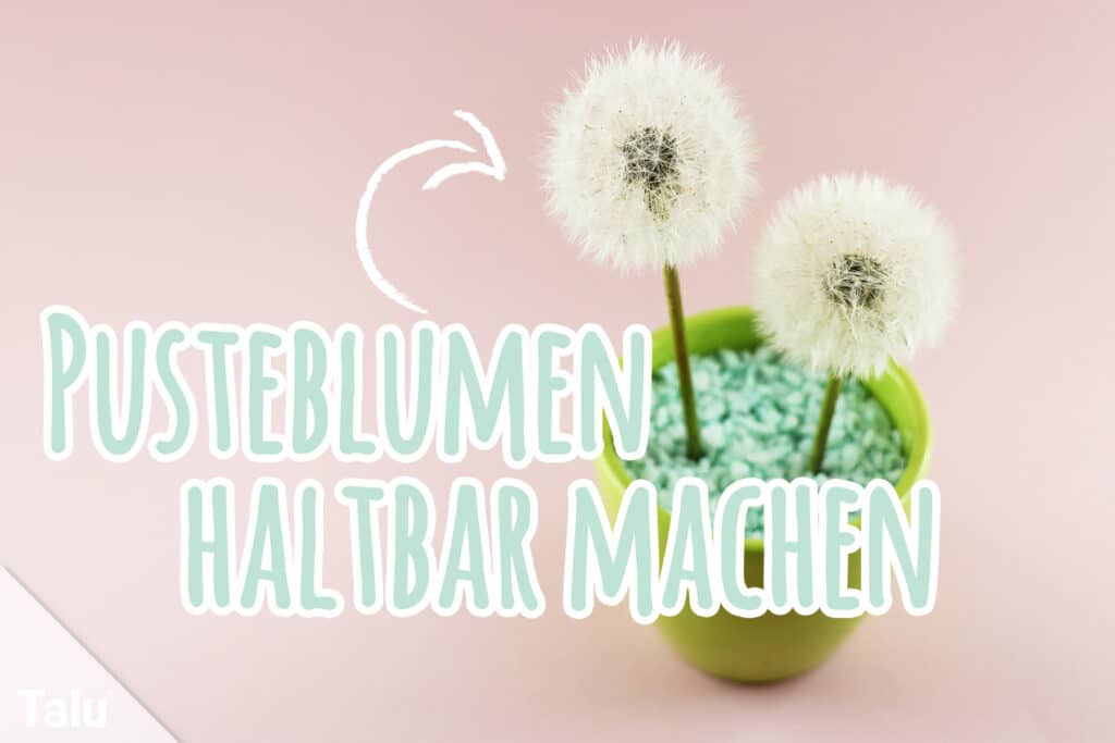 Pusteblumen haltbar machen