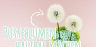 Pusteblumen haltbar machen