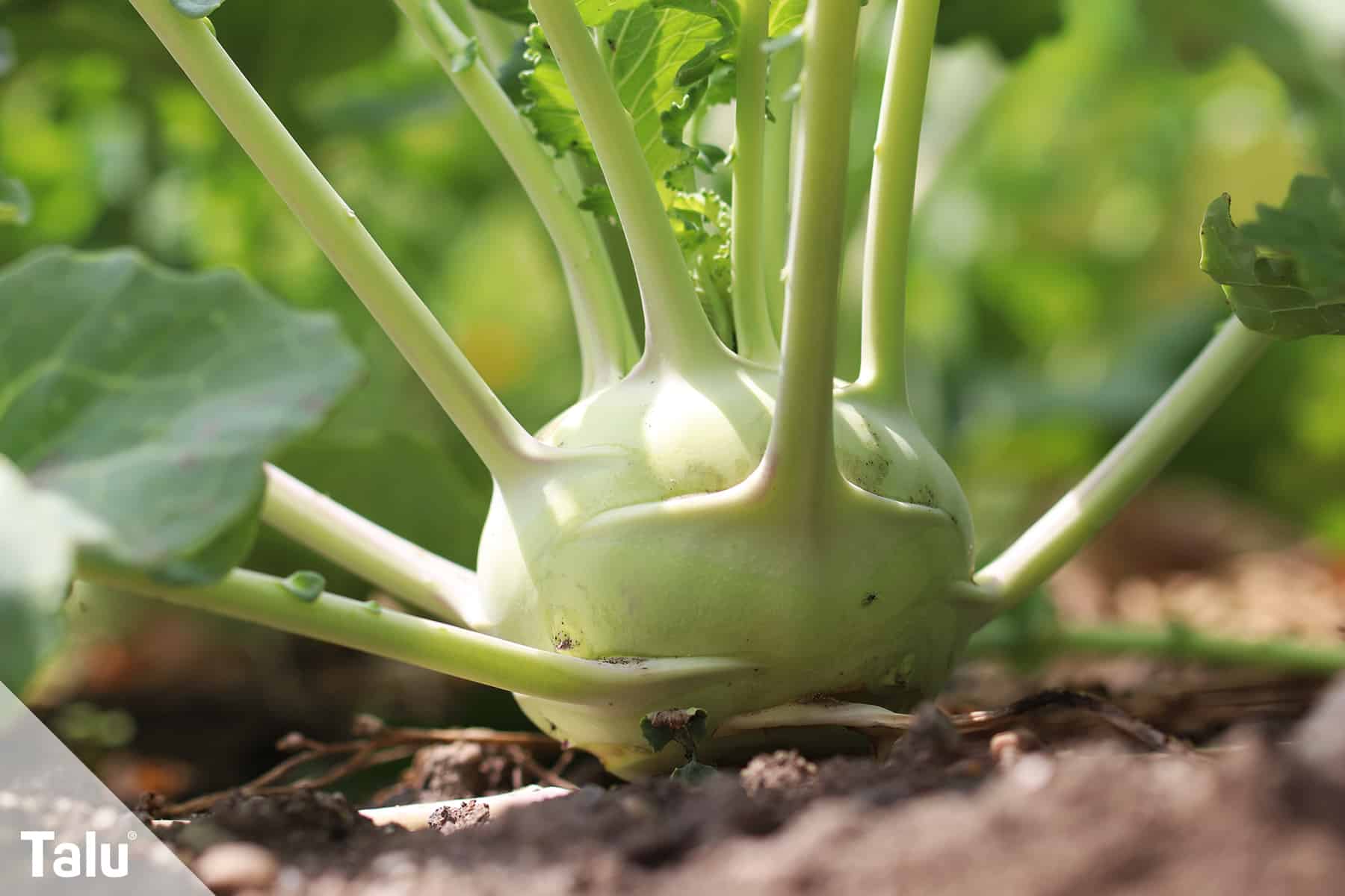 Kohlrabi