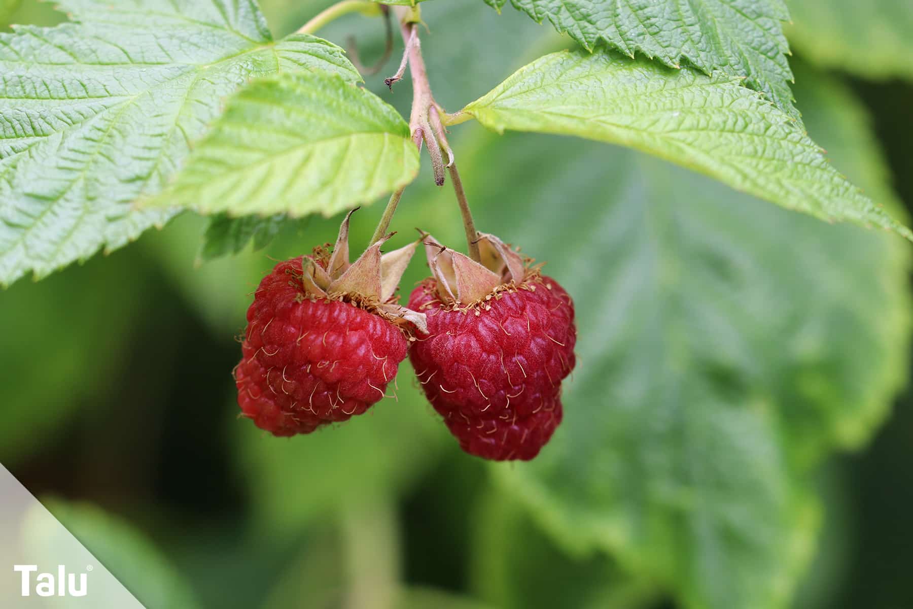 Himbeeren