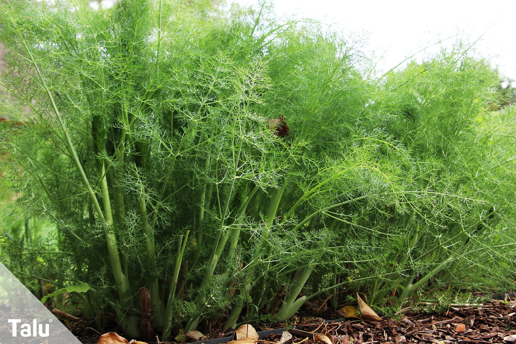 Fenchel