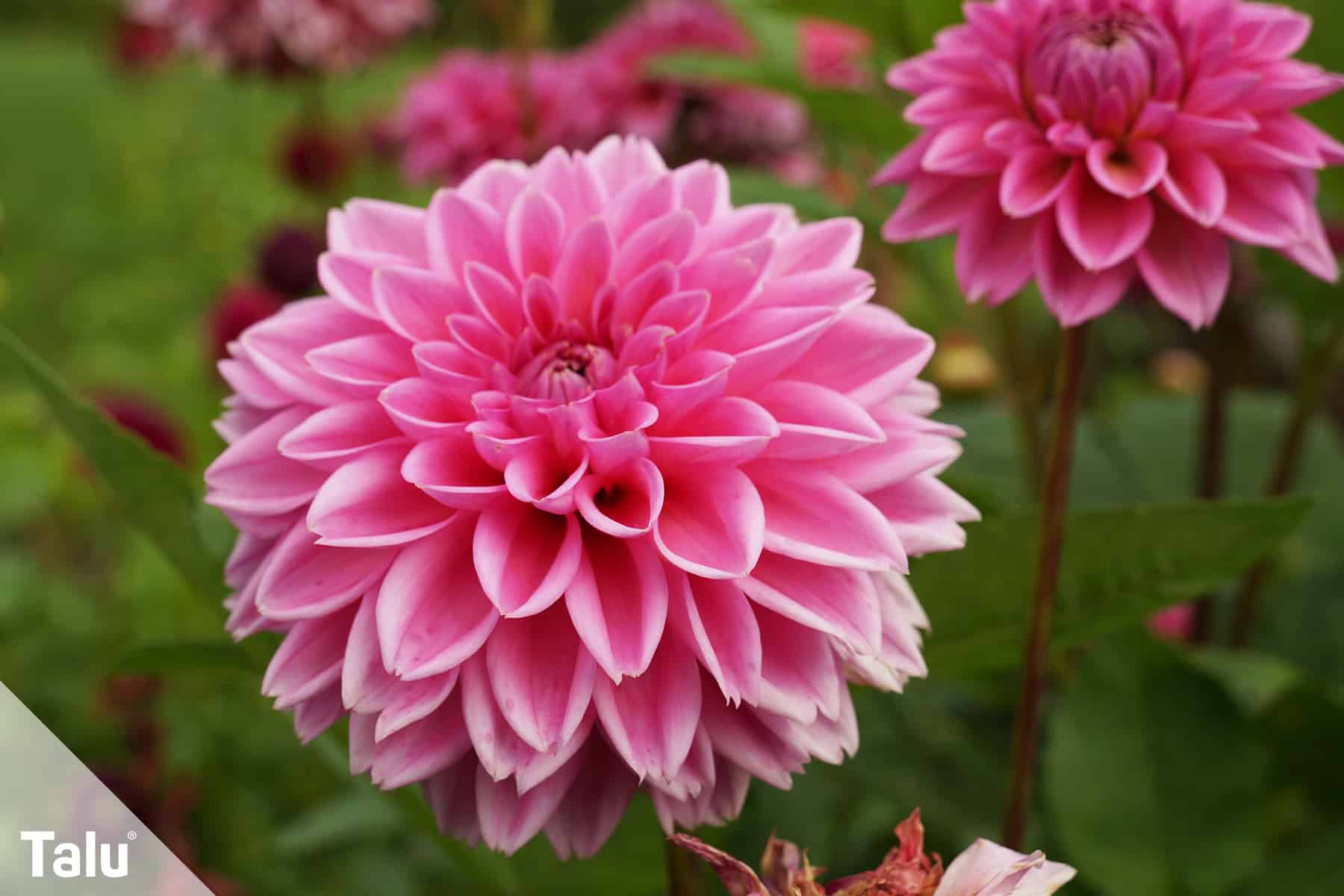 Dahlien