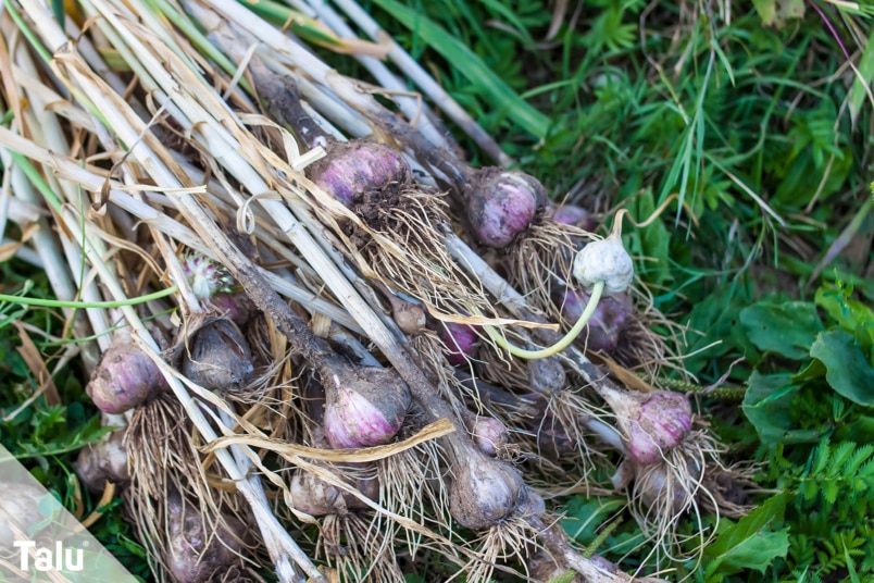 Allium Sativum
