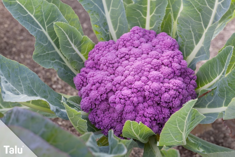 Brassica Oleracea-var.-italica