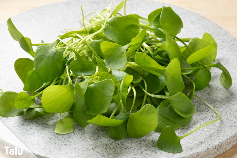 Claytonia Perfoliata