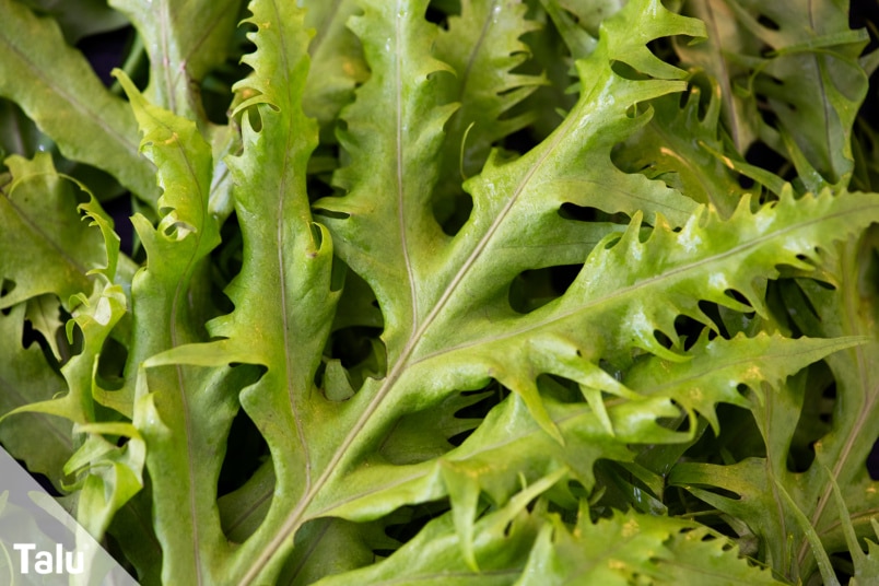 Endiviensalat