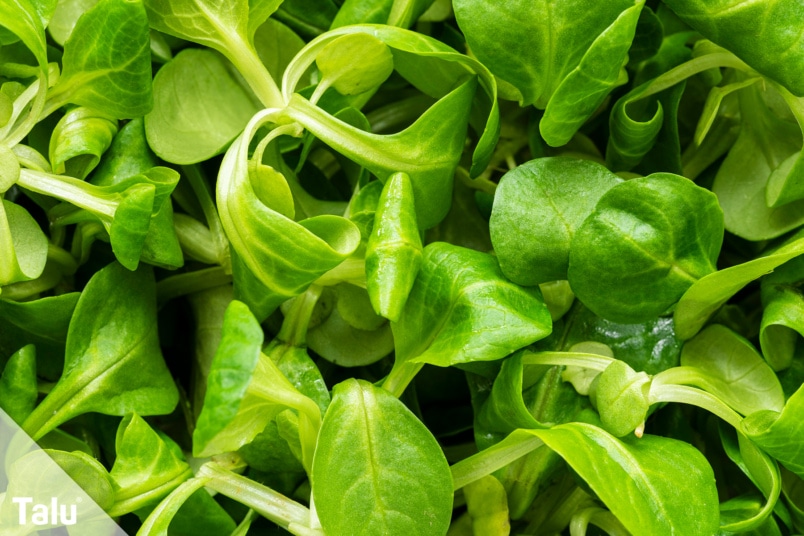 Feldsalat