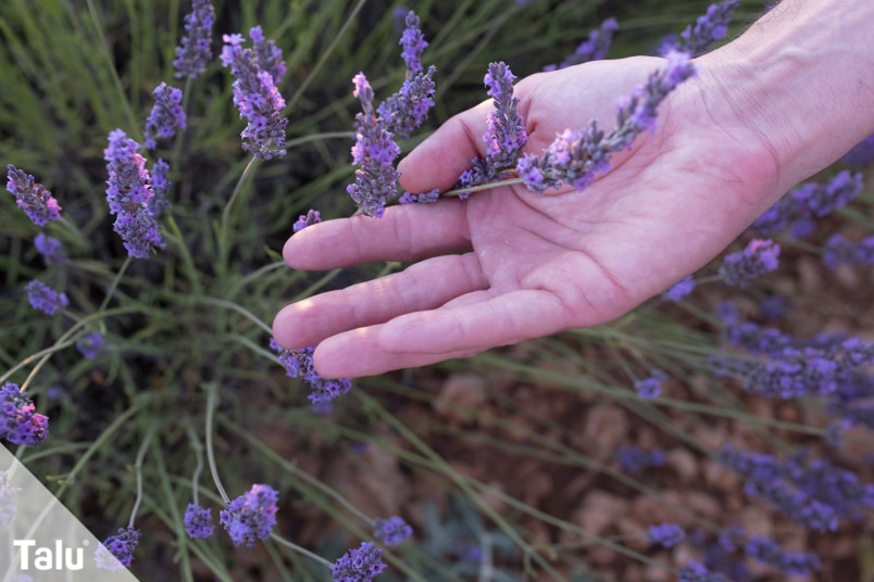 Lavendel