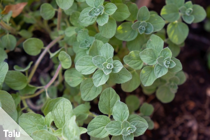 Oregano