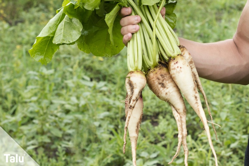 Pastinake