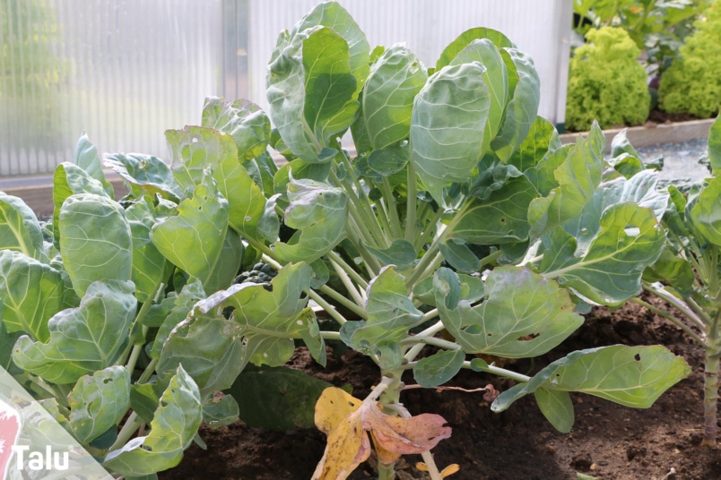 Rosenkohl