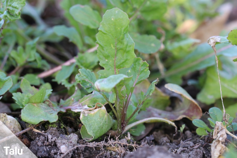 Rucola
