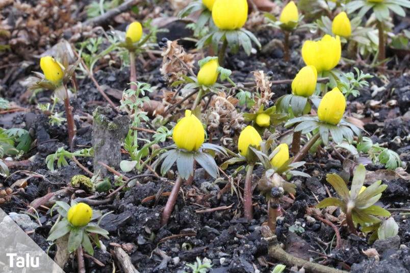 Winterlinge
