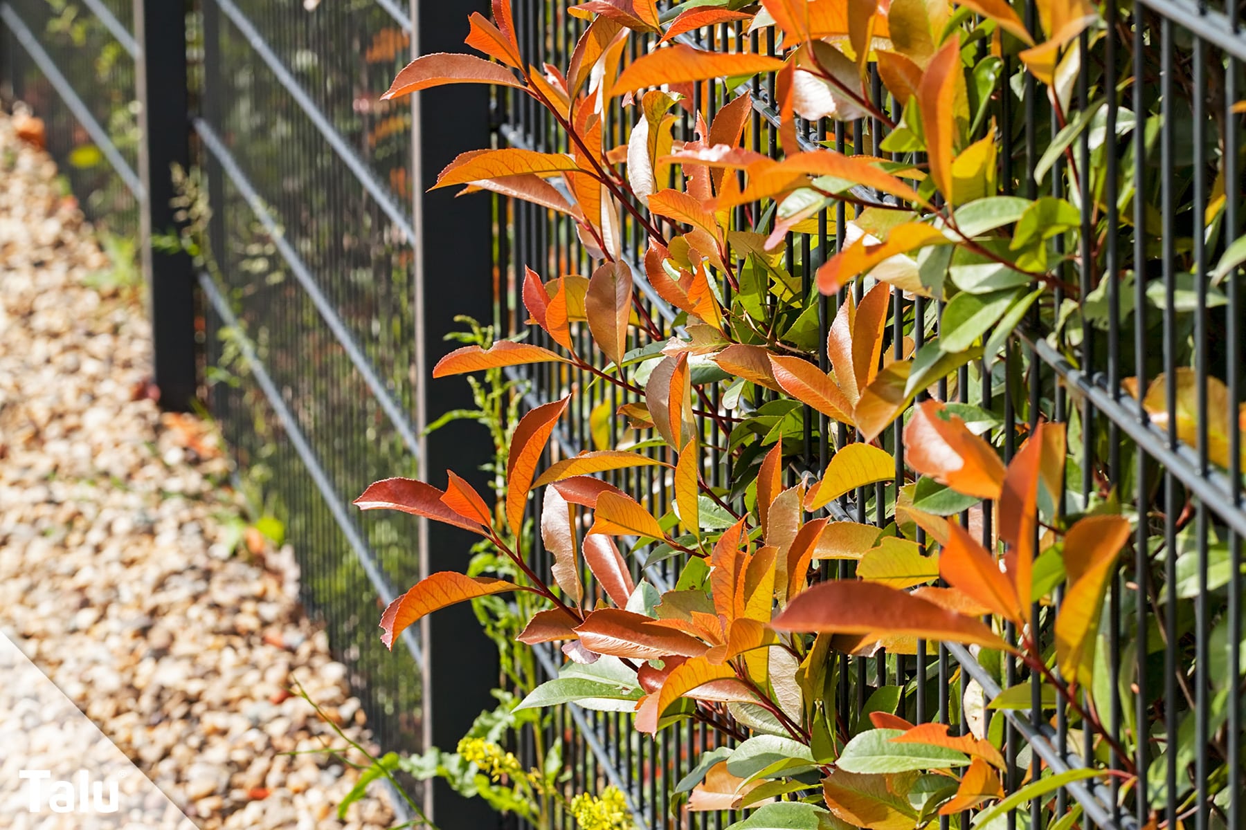 elefantenfuß englisch Beaucarnea Nolina recurvata main image 1