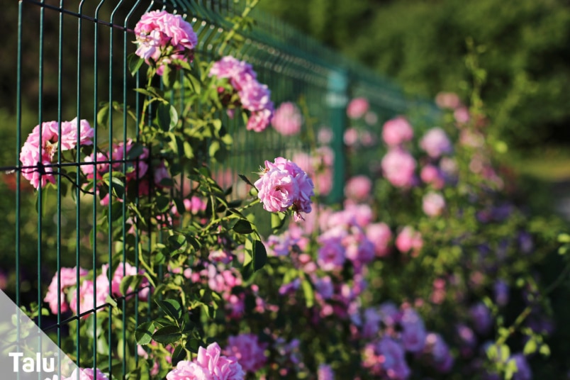 Doppelstabmattenzaun mit Rosen
