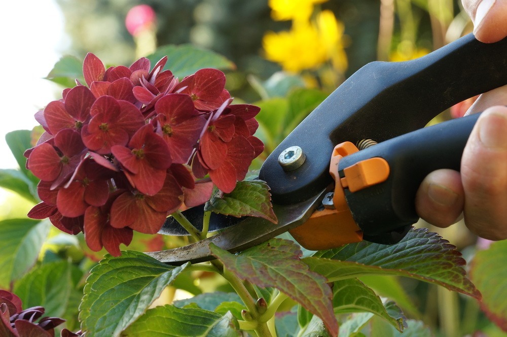 Blüten der Hortensie abschneiden