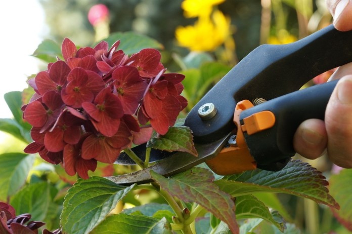 Hortensien Schneiden Anleitung Fur Fruhjahr Und Herbst Talu De